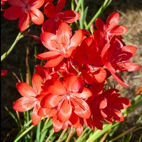 Spaltgriffel 'Major' - Schizostylis coccinea major - Willemse