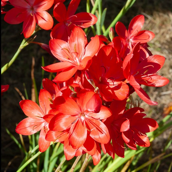 Spaltgriffel 'Major' - Schizostylis coccinea major - Willemse
