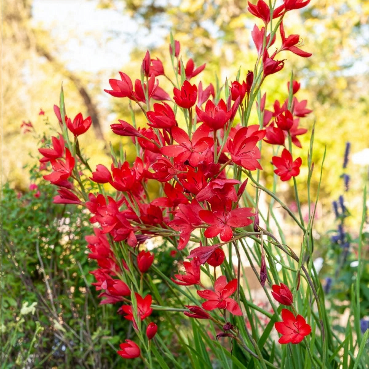 Kaffernlilie 'Major' - Willemse