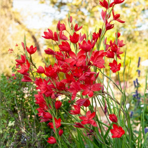 Kaffernlilie 'Major' - Willemse