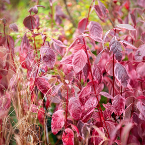 Sträucher - Weißer Hartriegel Elegantissima - Cornus alba elegantissima