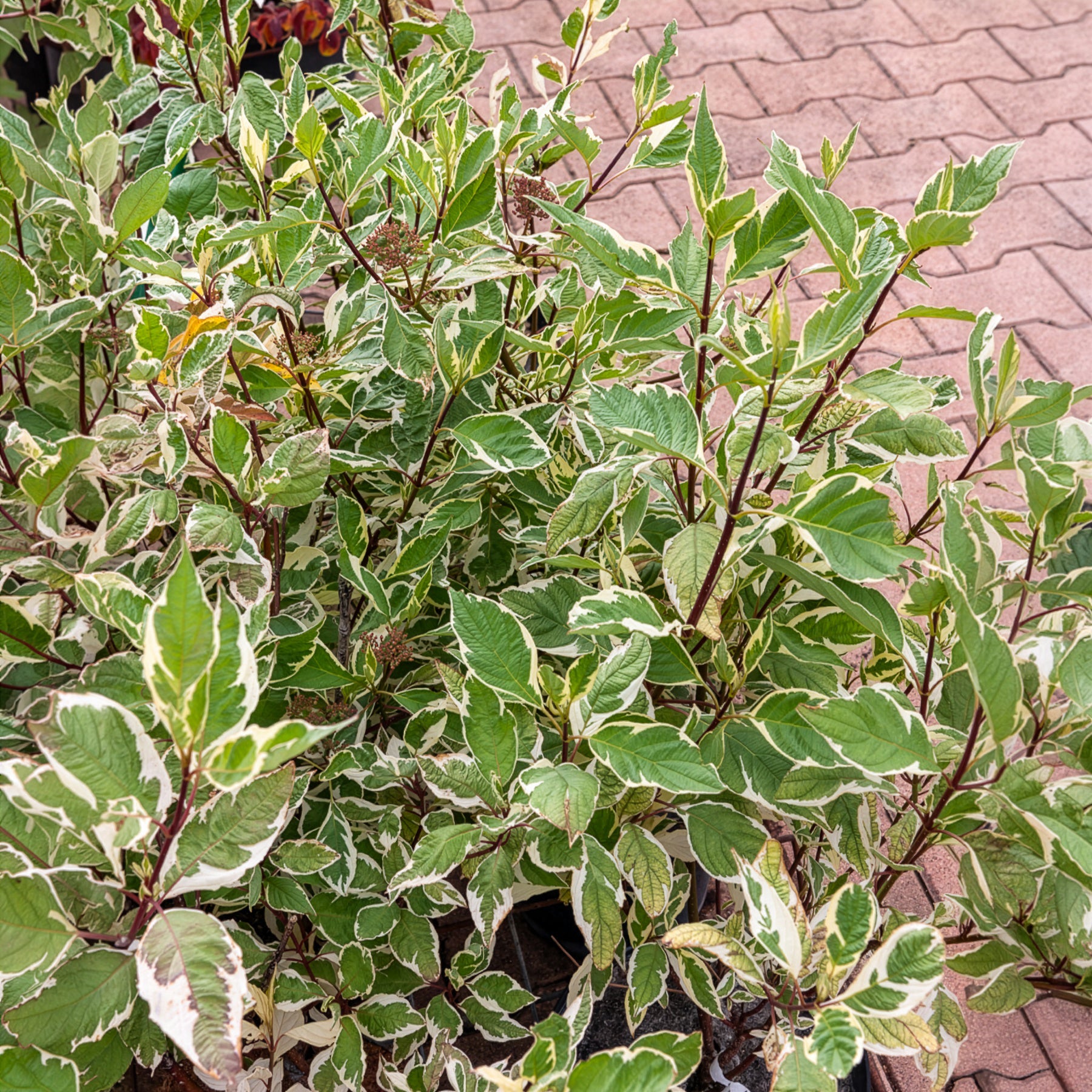 Weißer Hartriegel Elegantissima - Willemse