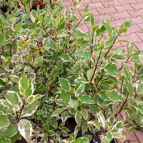 Weißer Hartriegel Elegantissima - Willemse