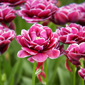 Tulipa - Tulpe Dream Touch (x7) - Tulpen-Zwiebeln