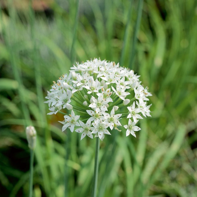 Schnittknoblauch - Willemse