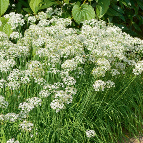Schnittknoblauch - Allium tuberosum - Willemse