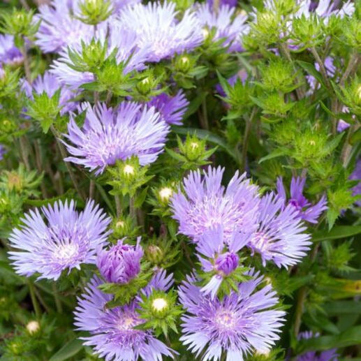 Stokesie ‘Mels Blue’ - Stokesia laevis Mels blue - Willemse