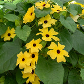 Schwarzäugige Susanne