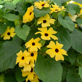 Schwarzäugige Susanne