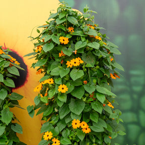 Verkauf Schwarzäugige Susanne 'Orange'