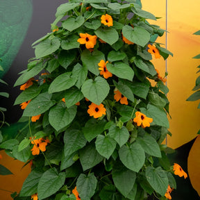 Schwarzäugige Susanne 'Orange' - Willemse