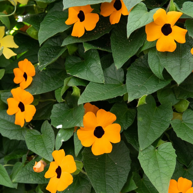 Terrassen- und Balkonpflanzen für Töpfe und Balkonkästen - Schwarzäugige Susanne 'Orange' - Thunbergia alata Sunny Susy®