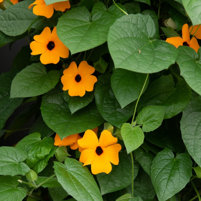 Schwarzäugige Susanne 'Orange' - Thunbergia alata Sunny Susy® - Willemse