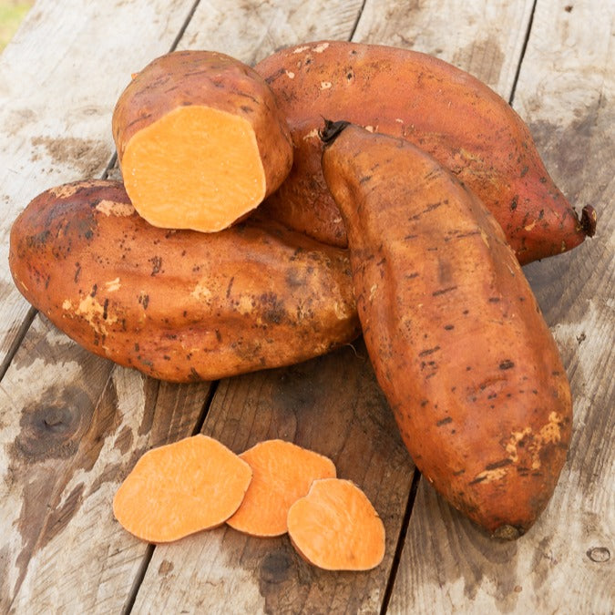 Süßkartoffel - Ipomoea batatas - Willemse