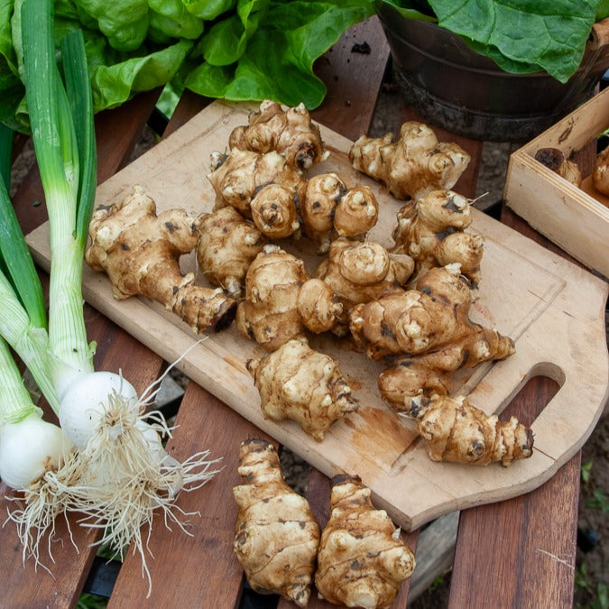 Topinambur violett (x5)