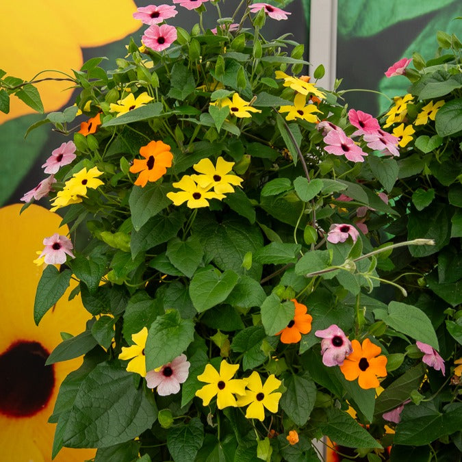 Schwarzäugige Susanne Mischung (pink, orange, weiß) (x3)