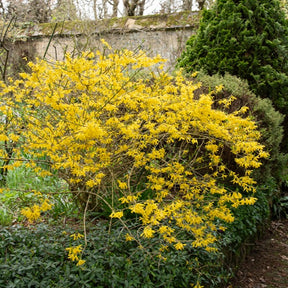 Forsythie ‘Marée d’Or®’ - Forsythia Marée d'Or ® - Willemse