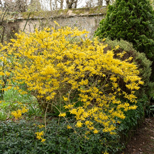 Forsythie ‘Marée d’Or®’ - Forsythia Marée d'Or ® - Willemse