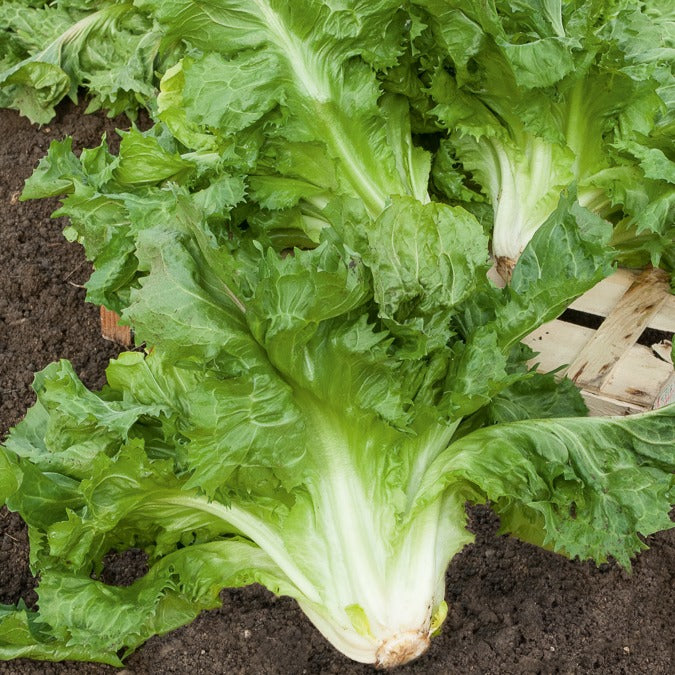 Endiviensalat ‘Cornet de Bordeaux’