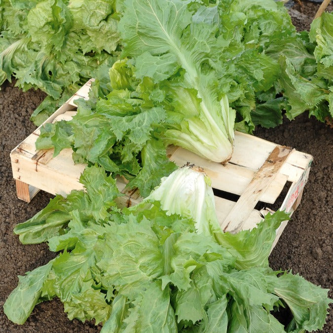 Endiviensalat ‘Cornet de Bordeaux’