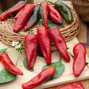 Chili ‘Gorria’ (Piment d’Espelette) - Willemse