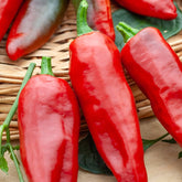 Chili ‘Gorria’ (Piment d’Espelette) - Capsicum annuum gorria - Willemse