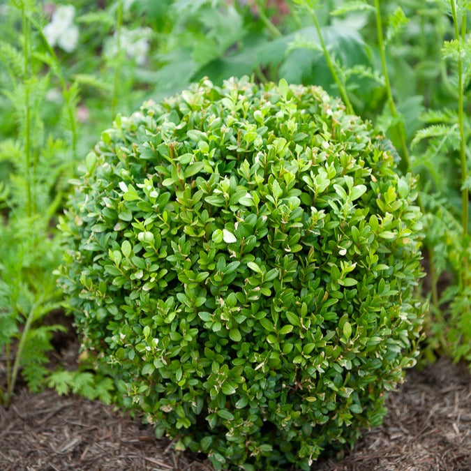 Buchsbaum Kugelform - Buxus sempervirens - Willemse