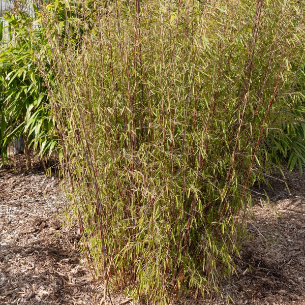 Bambus 'Jiuzhaigou' - Willemse