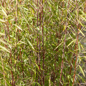 Bambus 'Jiuzhaigou' - Fargesia nitida Jiuzhaigou - Willemse