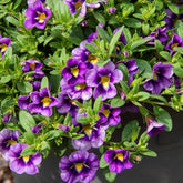 Zauberglöckchen Bumble Bee (x3)