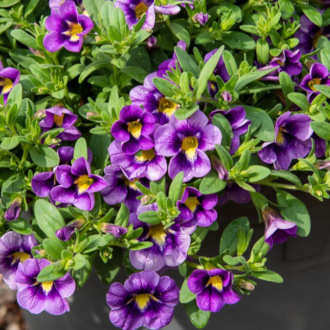 Zauberglöckchen Bumble Bee (x3)