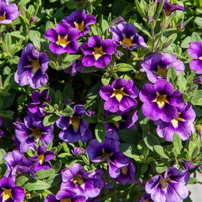 Zauberglöckchen Bumble Bee (x3)