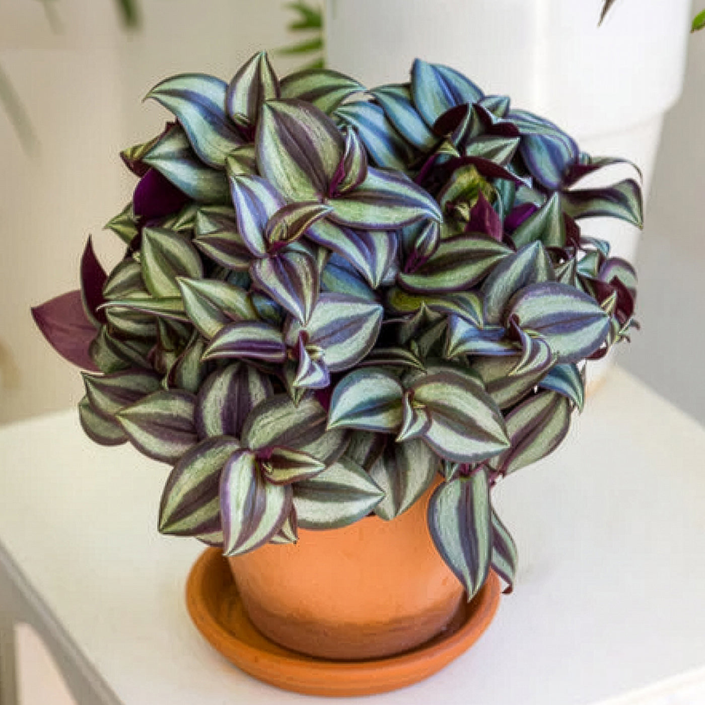 Zebrakraut - Tradescantia zebrina - Willemse