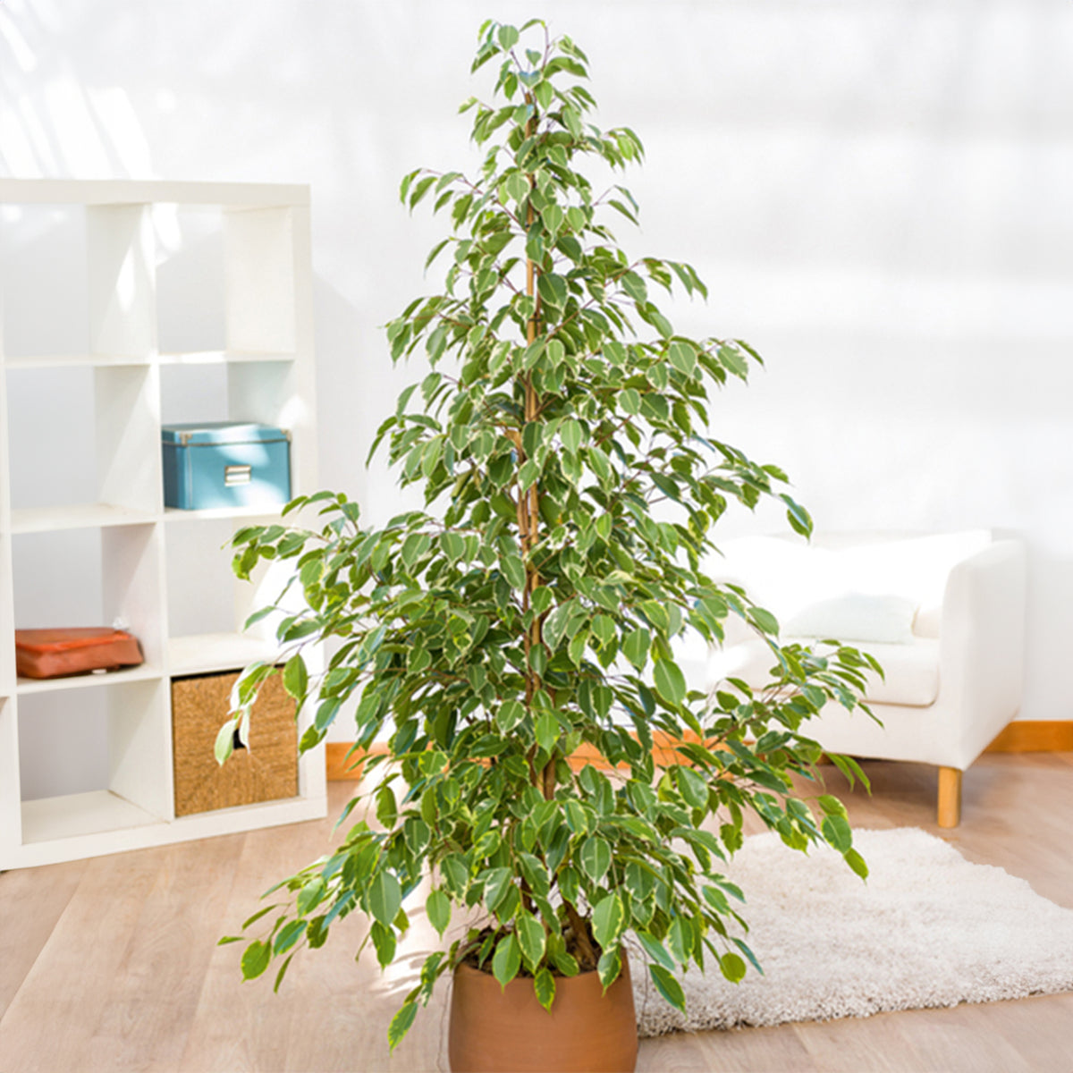 Trauerweide Golden King - Ficus benjamina Golden King