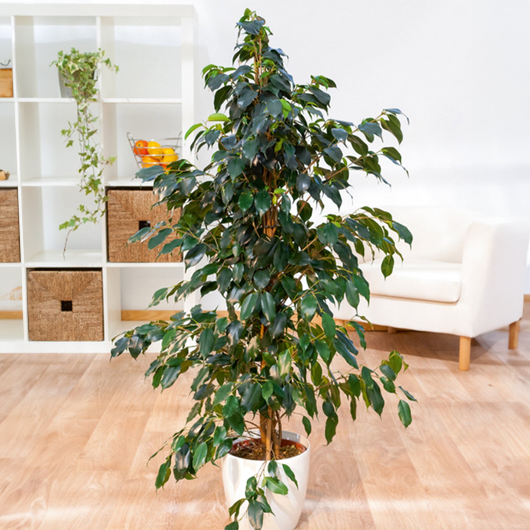 Trauerweide Danielle - Ficus benjamina Danielle - Willemse