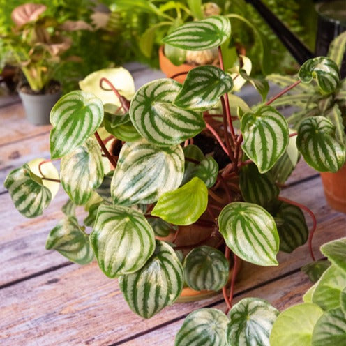 Silbernes Peperomia - Willemse