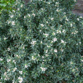 Seidelbast ‘Eternal Fragrance’