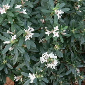 Seidelbast ‘Eternal Fragrance’