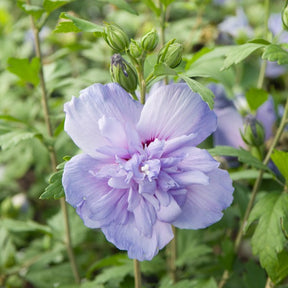 Hibiskus ‘Blue Chiffon’