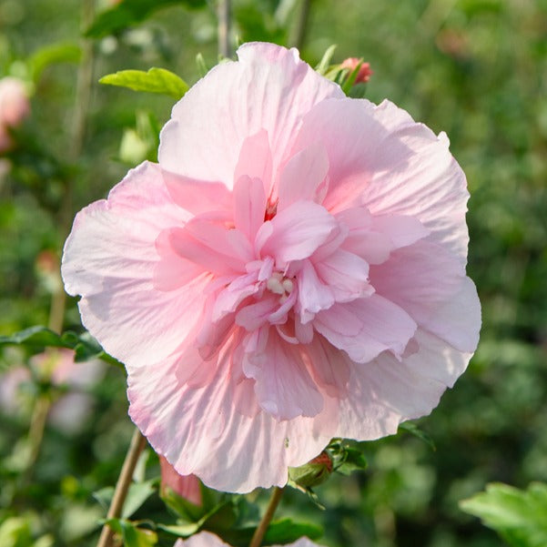Hibiscus Syriacus Pink Chiffon - Hibiscus Pink Chiffon - Hibiskus
