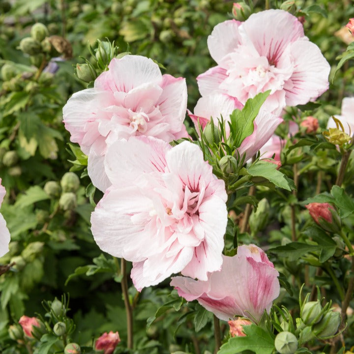 Verkauf Garteneibisch ‘Pink Chiffon’ - Hibiscus Syriacus Pink Chiffon