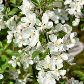 Zierapfel ‘Evereste’ - Willemse