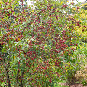 Zierapfel ‘Evereste’ - Malus Evereste Perpetu - Willemse
