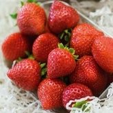 Fragaria x ananassa Charlotte - Erdbeer-Pflanze 'Charlotte' - Erdbeeren