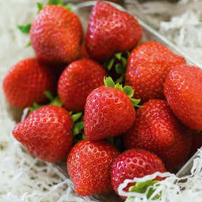 Fragaria x ananassa Charlotte - Erdbeer-Pflanze 'Charlotte' - Erdbeeren
