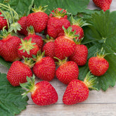 Erdbeere ‘Rubis des Jardins’