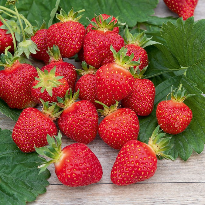 Erdbeere ‘Rubis des Jardins’