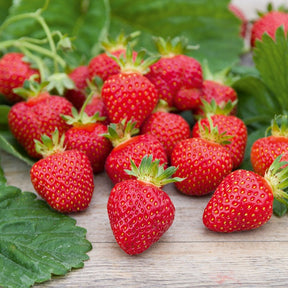 Erdbeere ‘Rubis des Jardins’ - Fragaria x ananassa 'Rubis Des Jardins' - Willemse