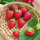 Erdbeer-Pflanze 'Cirafine' - Fragaria x ananassa Cirafine - Willemse