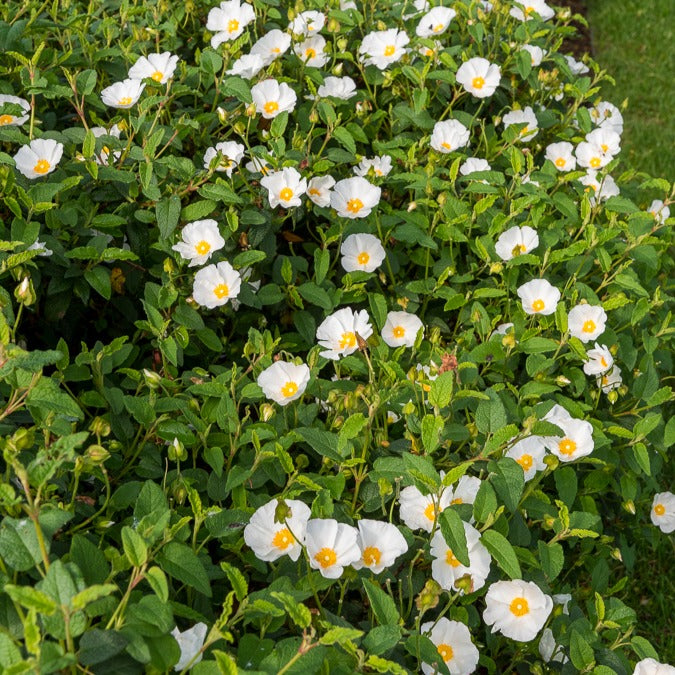 Cistus - Zistrose - Cistus des Corbières - Cistus corbariensis